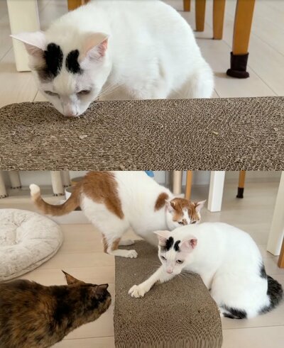 興味深そうに集まる猫ちゃん達
