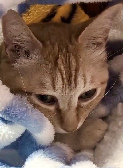 眠そうなぷりんちゃん