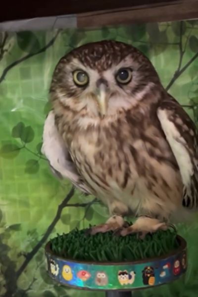 カメラを見るフクロウ