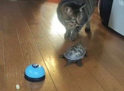 おやつを必死に探す小雪ちゃんと心配そうに駆け寄る軍曹くん