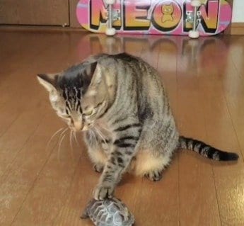 ベルと間違えて亀を押してしまう猫