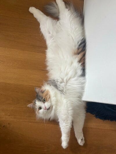 投稿主さんが飼っている猫ちゃんもキュート！