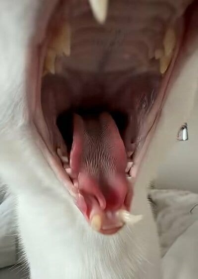 豪快なあくびを披露