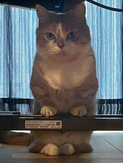 不思議な立ち姿の虎太郎くん