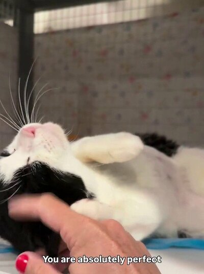 お腹を見せてリラックスし、優しくなでられるジョニちゃん