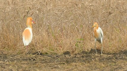 野鳥の意外な姿に癒やされる　農地で捉えられた「ガニ股で逃げるサギ」のユニークな瞬間