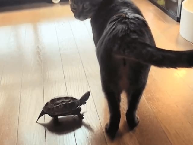 「そんな殺生な！」猫を追いかける亀→並走していたはずがまさかの事態に笑ってしまう