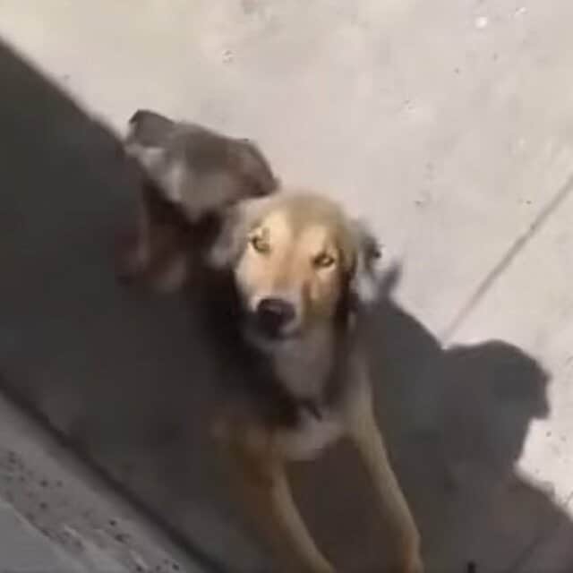 鍵がかかった庭に置き去りにされた犬を保護、180日後の見違えるような姿に感動広がる