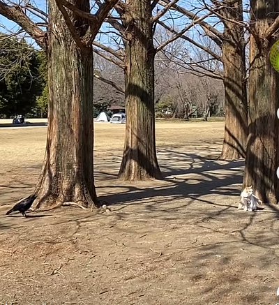 「動物同士も会話できるのかな？」公園で見つめ合う猫とカラスの距離感に注目の声
