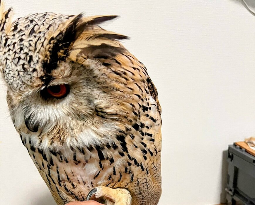 出所：@HardcoreOwl0911