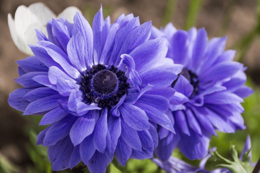 PearlZzz/shutterstock.com