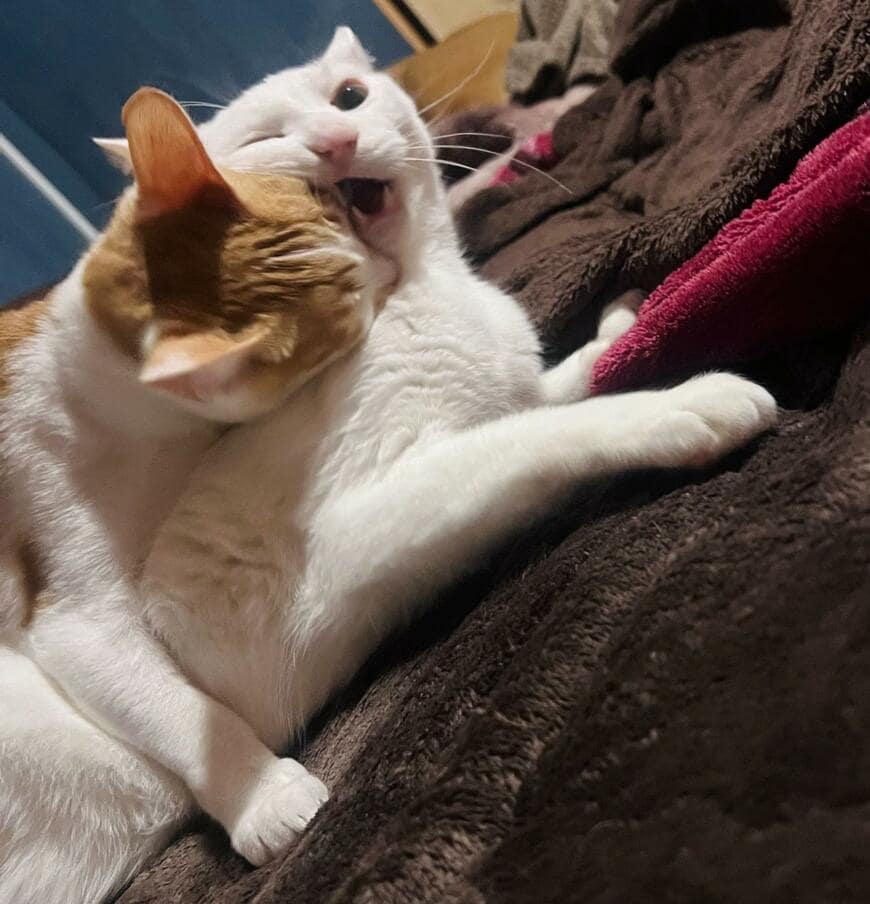 「お前いい加減にしろよ」先輩を攻撃する後輩保護猫→直後、まさかの展開に笑ってしまう