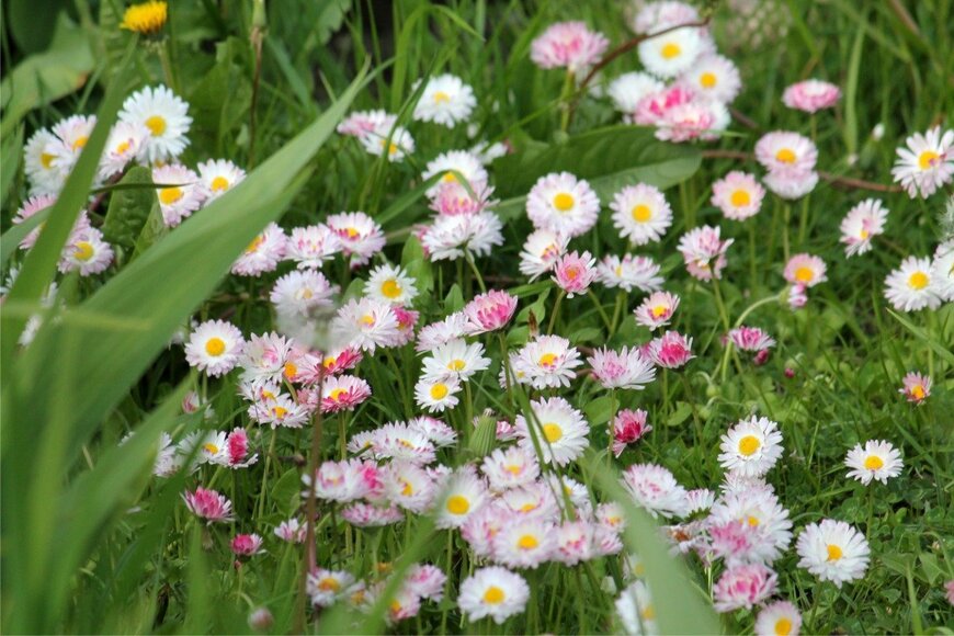 デージー　kazakovmaksim/istockphoto.com