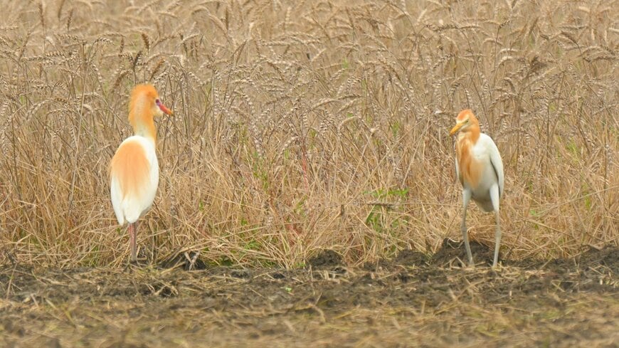 野鳥の意外な姿に癒やされる　農地で捉えられた「ガニ股で逃げるサギ」のユニークな瞬間