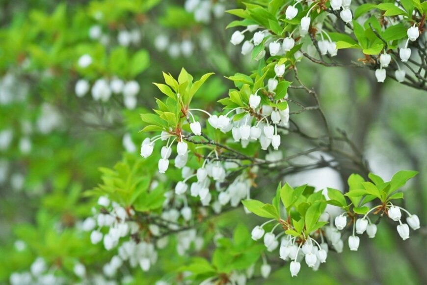 春に「白い花が咲く」落葉低木3選。憧れのホワイトガーデンで春らんまん！