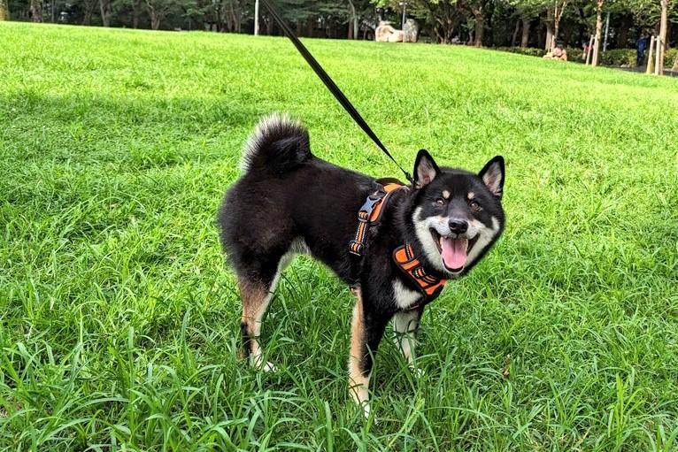 出所：@BLshiba_tensuke