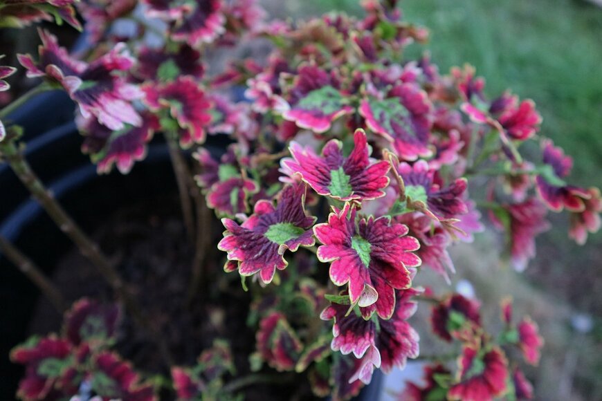 【ガーデニング】花より葉っぱ！？爽やか＆華やかリーフが楽しめる植物おすすめ6選