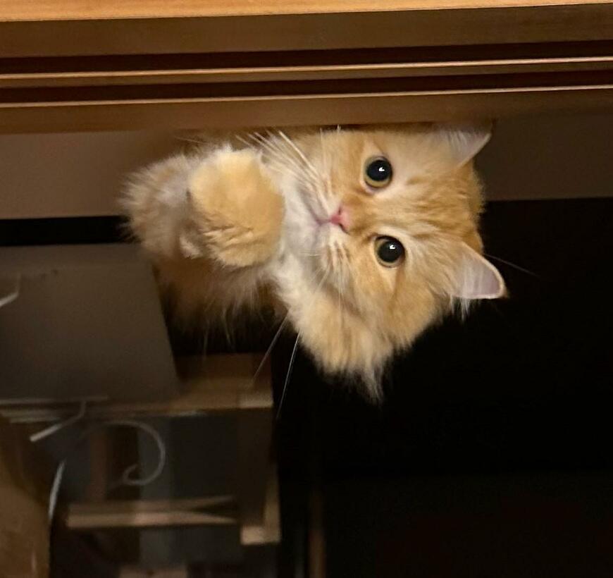 出所：@NEKOLAND13