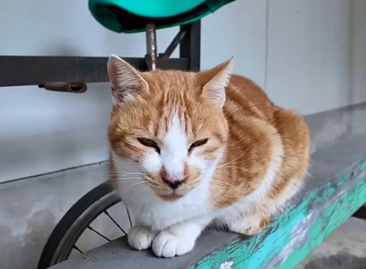 猫たちののんびり平和な「昼休み」　人気スポットは体育館裏の平均台だった