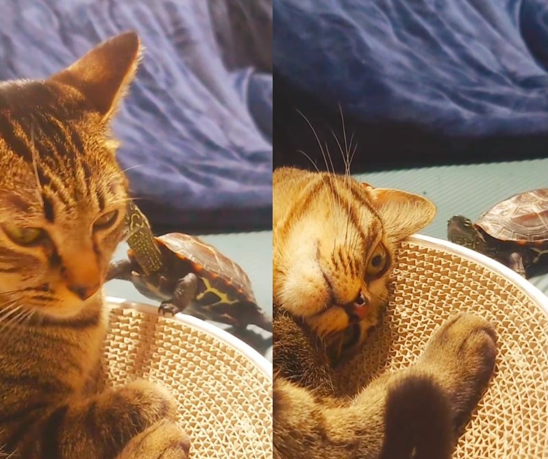 出所：＠kusa.kame.gunso