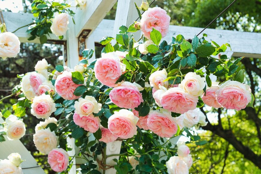 ikasama saikoro/Shutterstock.com