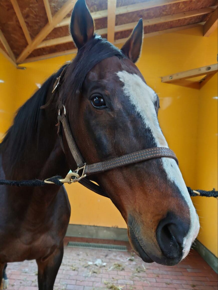 出所：Yogiboヴェルサイユリゾートファーム