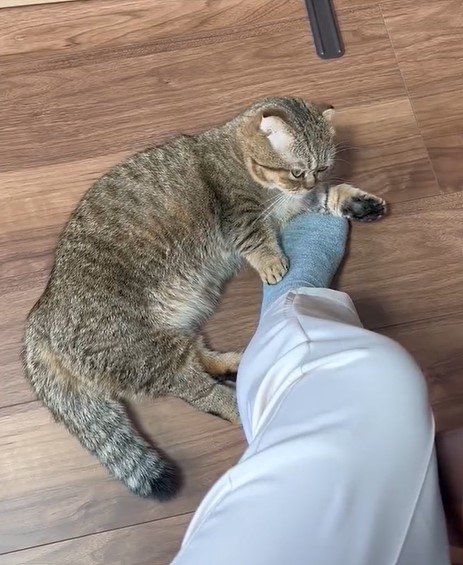 出所：@ponpokopontanu