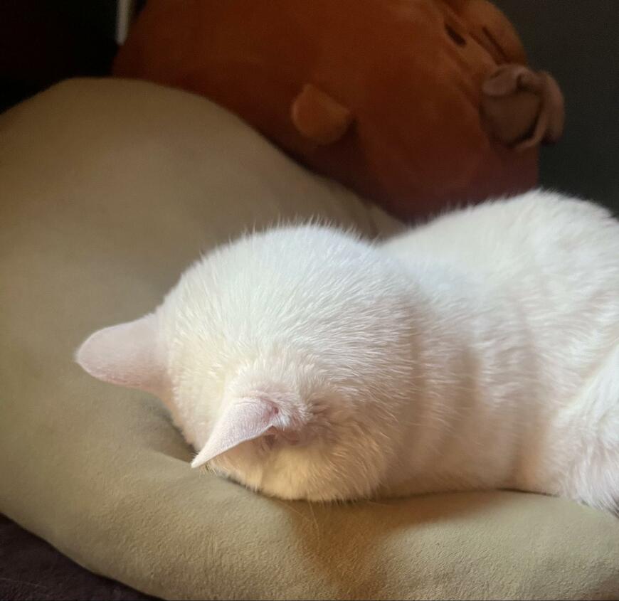 白猫の「ごめん寝」美しすぎる光景に7万いいね