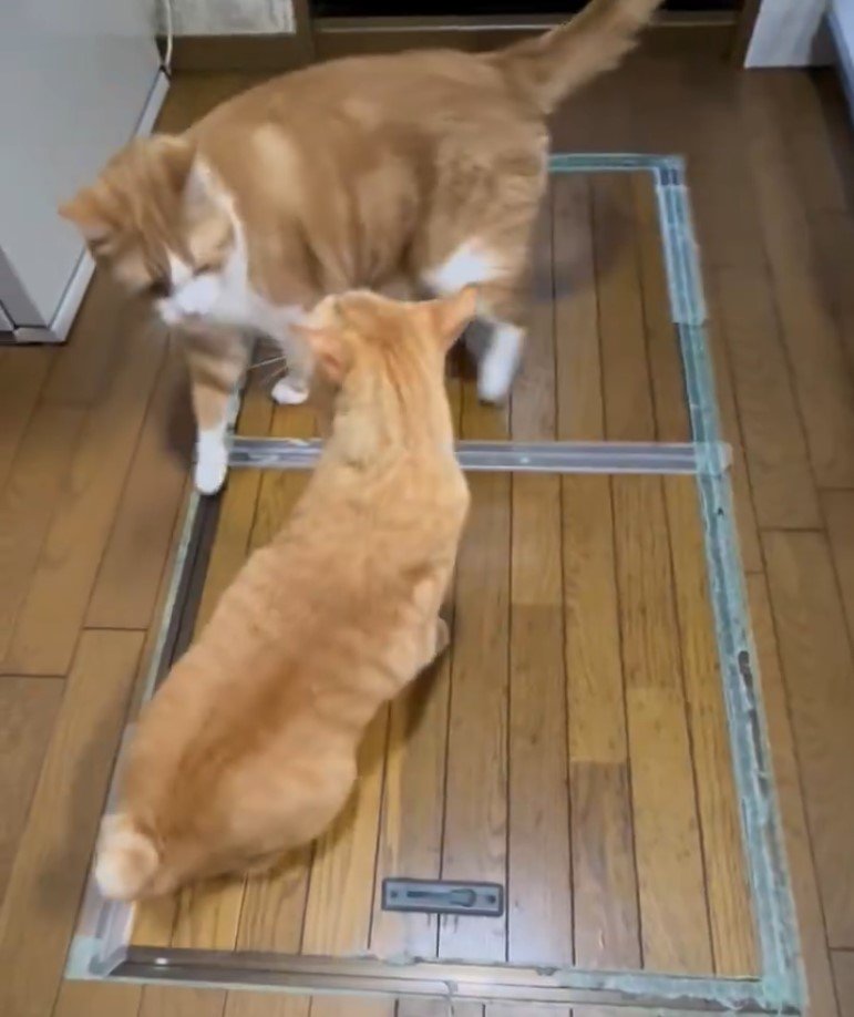 出所：@Beercat_Ana_Dar