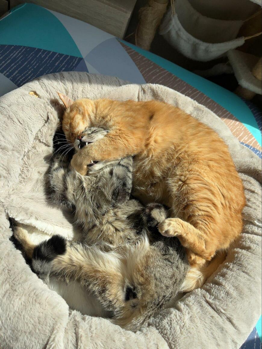寝ぼけた先輩猫に、抱き枕にされる後輩猫…「最高におもしろい」光景に3万7000いいね
