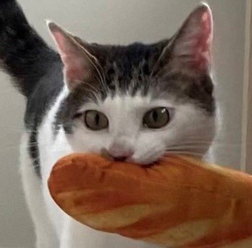 出所：@Saeroyi_cat