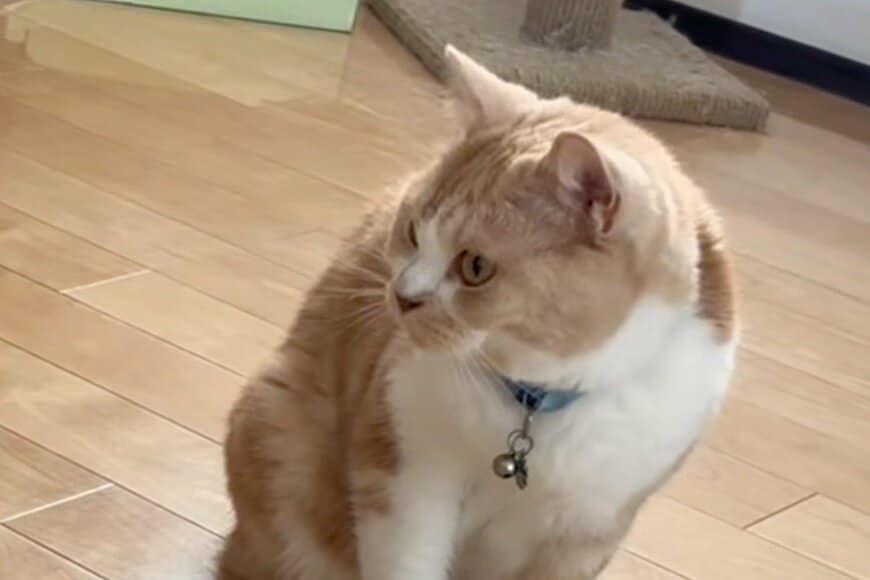 【見てしまった…】飼い主が知らない「猫の素顔」　猫不信になりそうな状態に思わず目を疑う