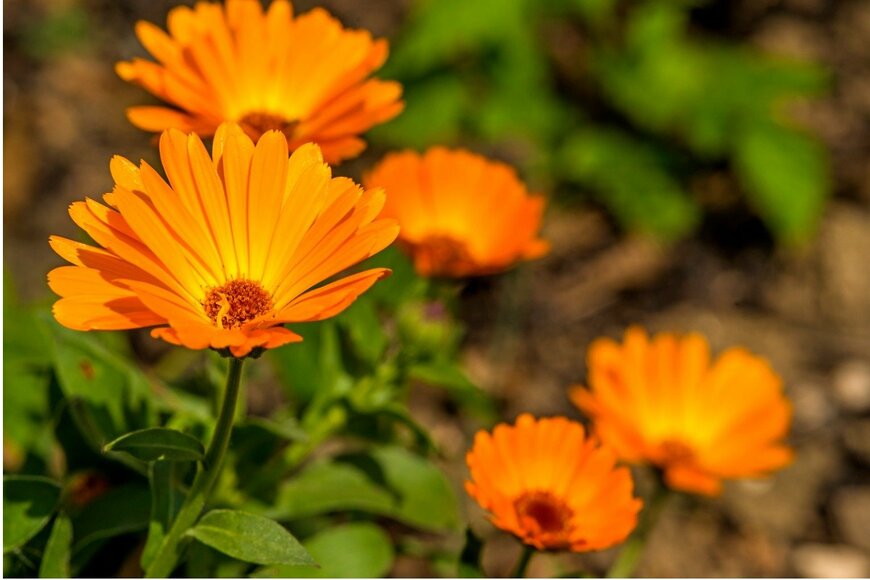 HansJoachim/istockphoto.com