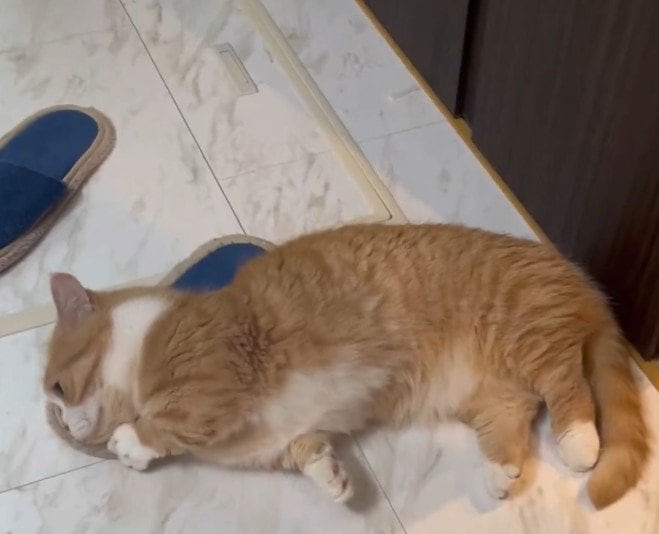 「相当気に入ってしまったんですね」飼い主のスリッパを奪って離さない猫ちゃんの様子にほっこり