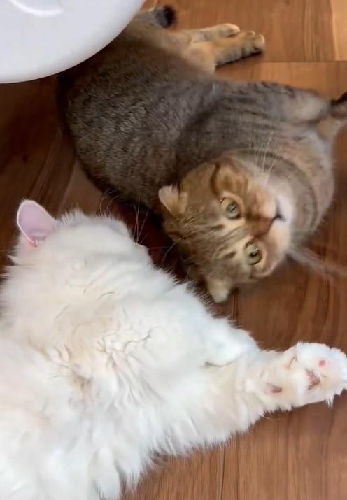 出所：@ponpokopontanu