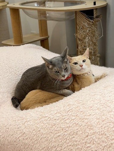 ぴったり寄り添う2匹の猫→仲睦まじいと思いきや…予想外の展開に爆笑