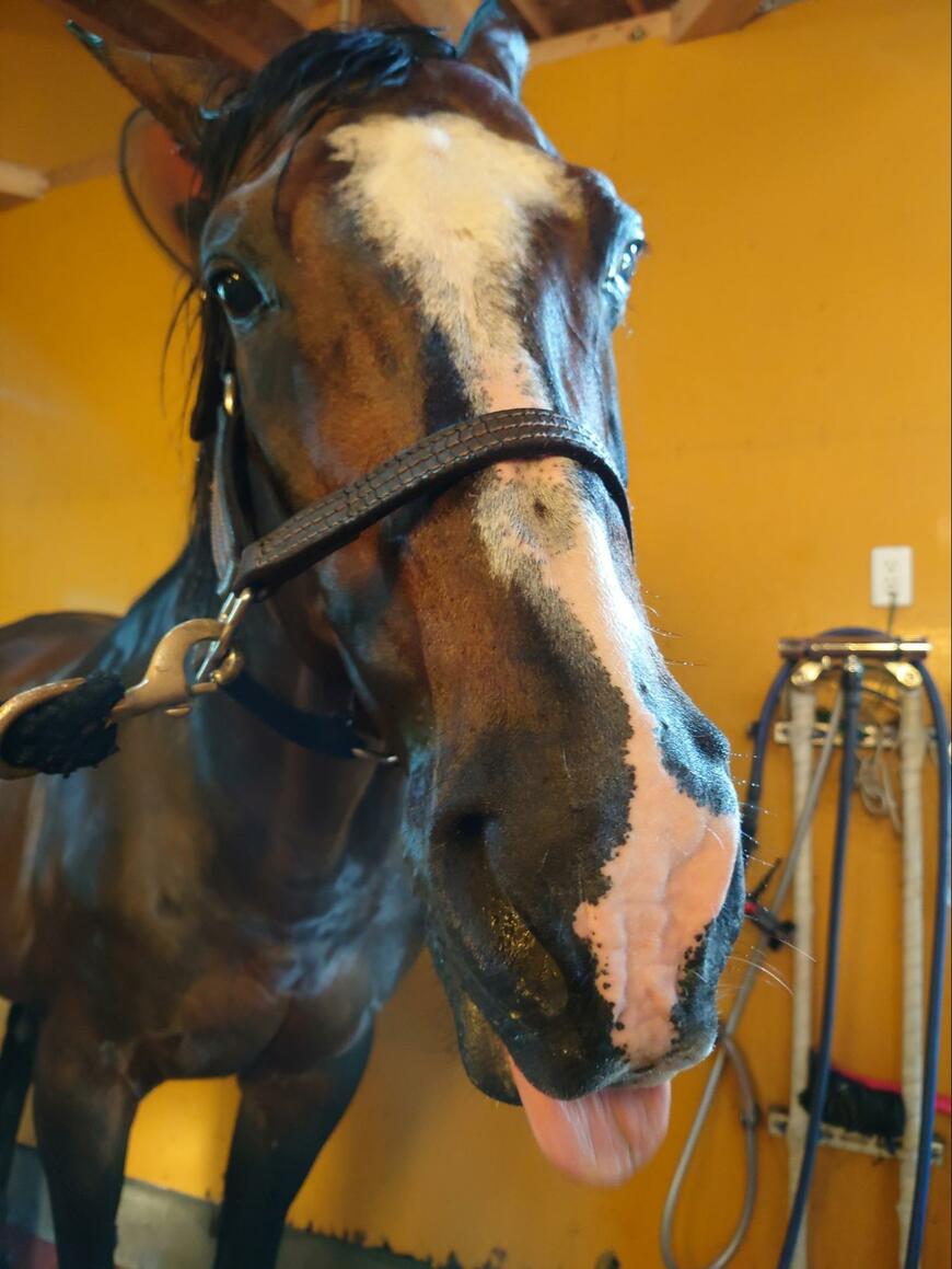 出所：Yogiboヴェルサイユリゾートファーム