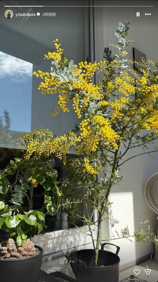 出所：坪倉由幸のInstagramストーリーズ（＠y.tsubokura）　参照日：2026年3月5日