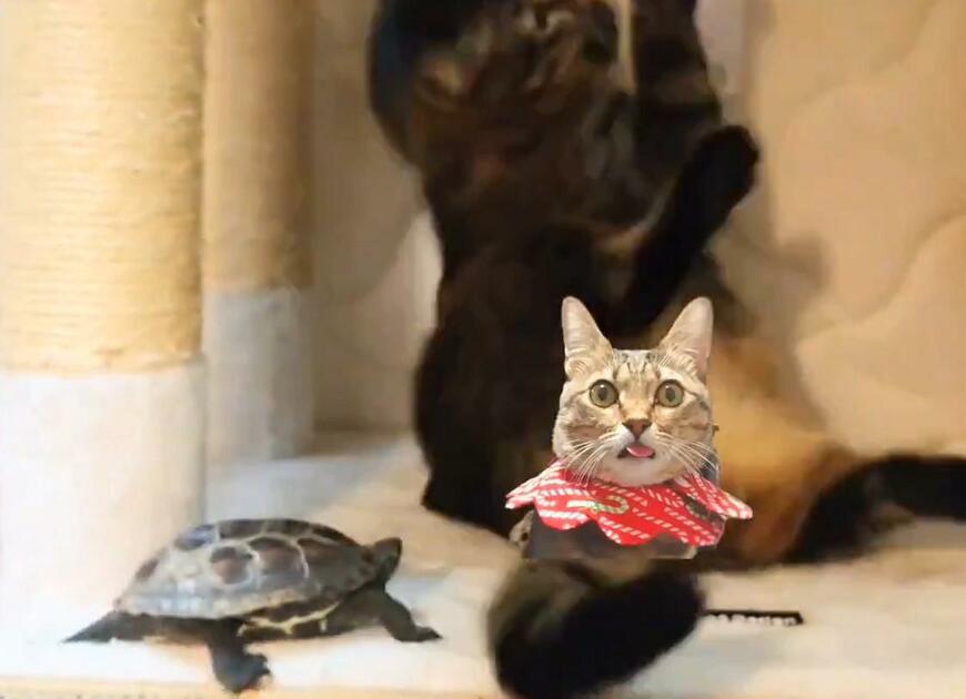 出所：@Mh0MLiErcV8E97C