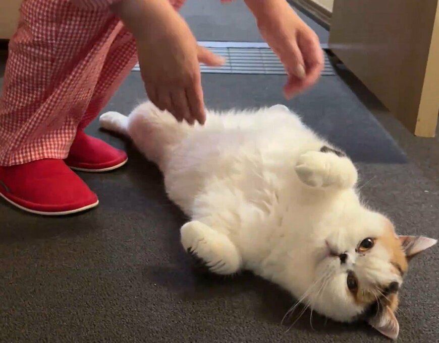 構ってもらえず拗ねた猫さん　お母様の「イケレディ」な行動にホッコリ！