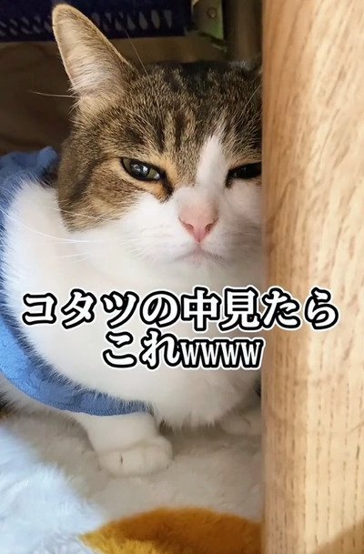 出所：＠nikoandkotatorowasabi