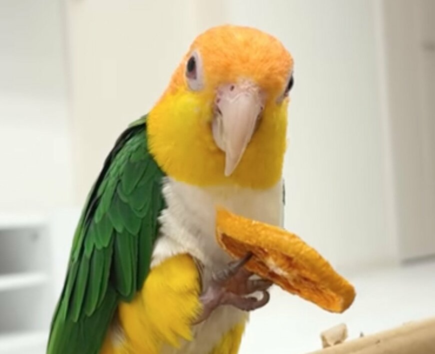 おやつに似ている柄の「ブランケット」を見たインコ　「まさかの反応」に思わず笑ってしまう