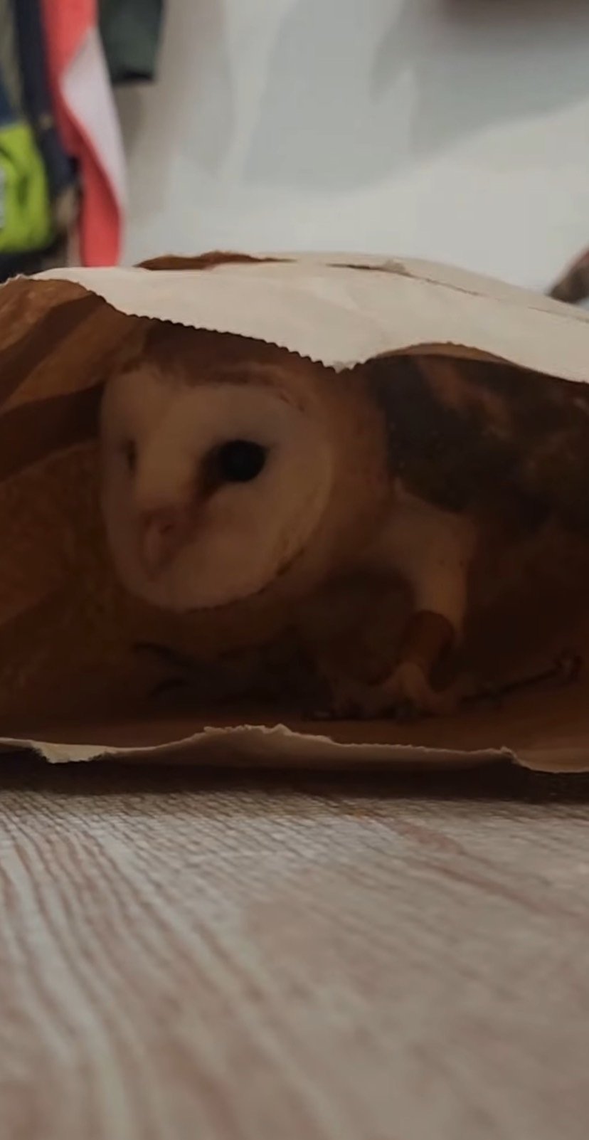 出所：@miki4wan108