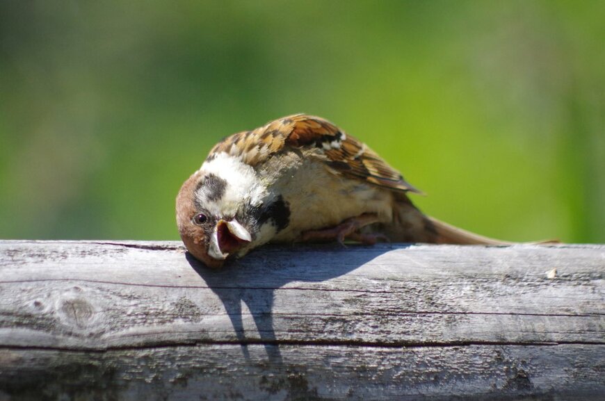 出所：@aerial2009