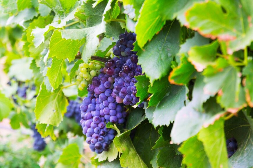 JackF/istockphoto.com