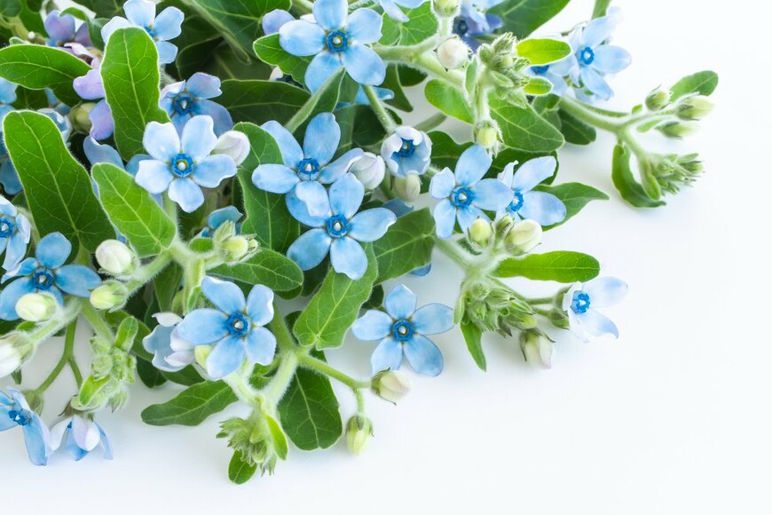 Shironagasukujira/Shutterstock.com