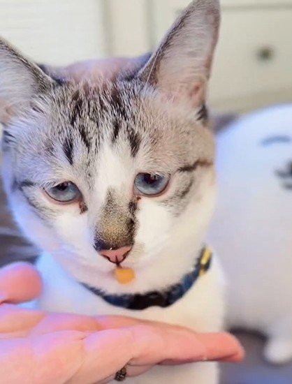 【話題】愛猫に「猫用クッキー」をあげたら…予想外のリアクションにXユーザー爆笑