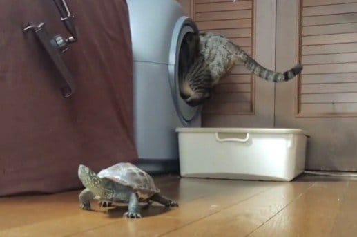 【猫のおトイレタイムを守る亀】健気なボディガードに称賛「仕事には妥協しない漢」
