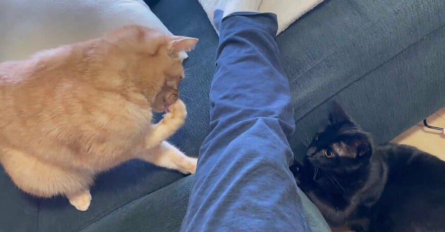 出所：＠Teagle_Noir