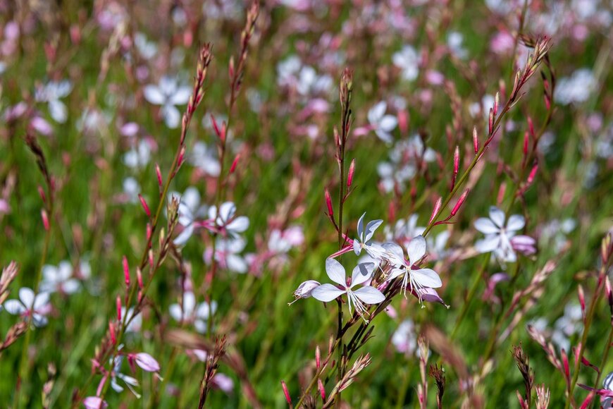 knelson20/Shutterstock.com